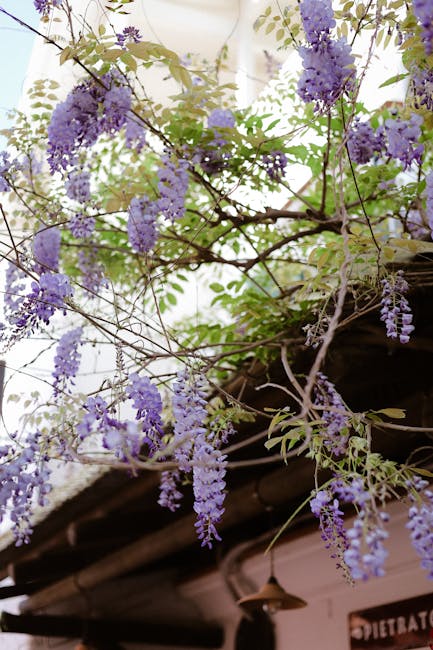 Lenno Villa Antichi Oleandri pergola wisteria afternoon