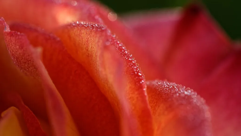 Makroaufnahme einer roten Rosenblüte mit Tautropfen auf den Blättern