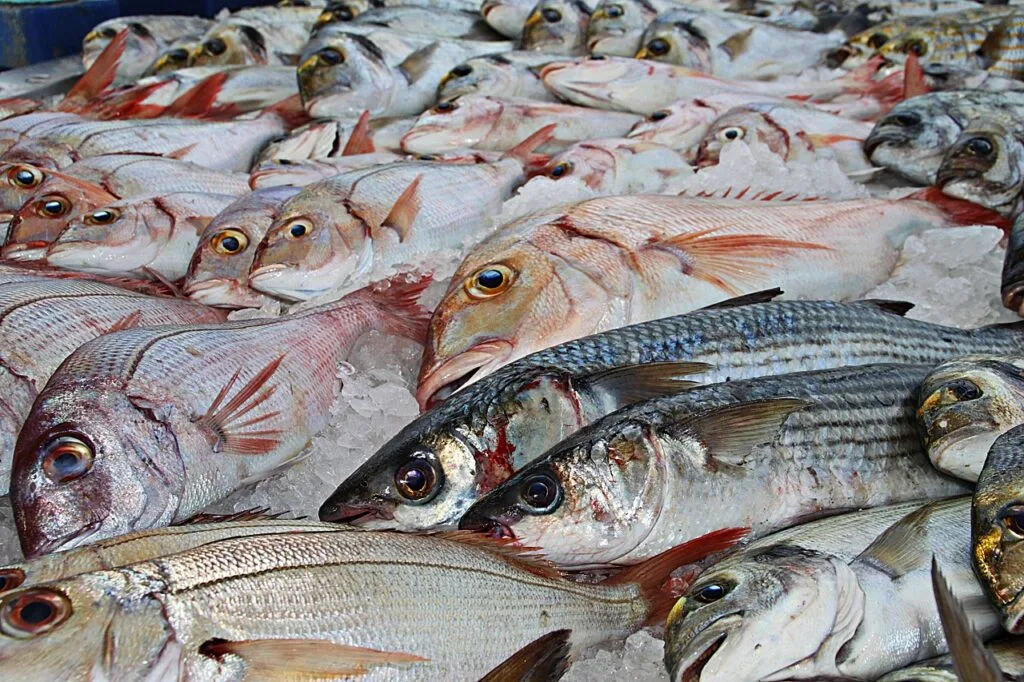 Frische Fische auf Eis am Markt am Comer See ausgestellt