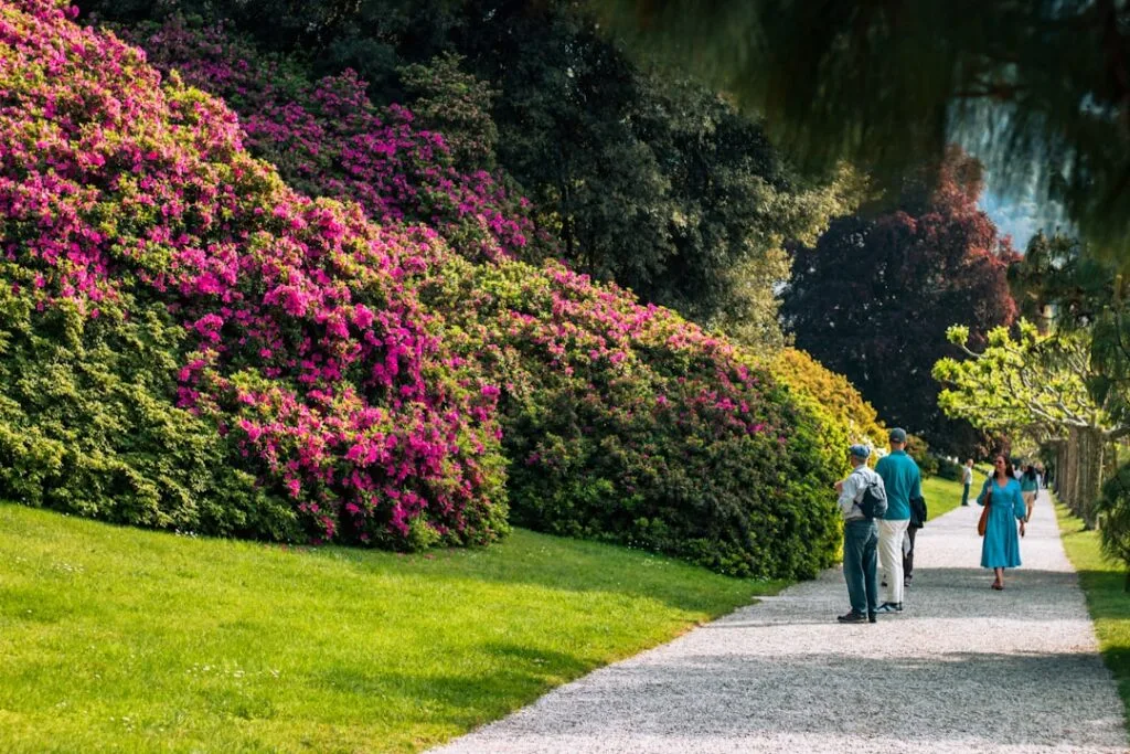 Spazierweg entlang blühender Rhododendren im Park am Lac come