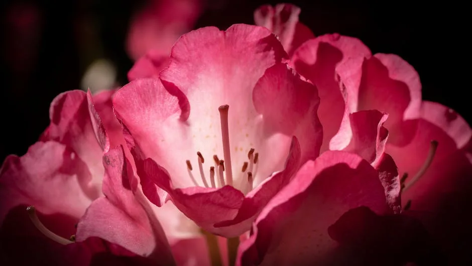 Gros plan d'une fleur rose lumineuse dans un jardin du Lac de Côme