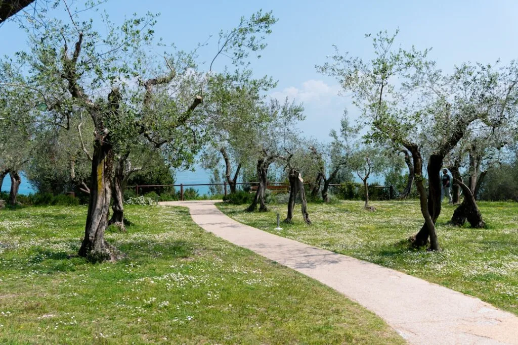 Gepflasterter Weg durch Olivenhain mit Blick auf Comer See