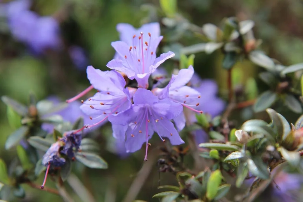 Lila Rhododendronblüten im Duftgarten am Comer See, unscharfer Hintergrund