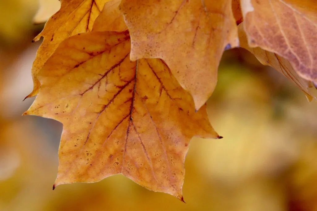 Großaufnahme eines orangefarbenen Herbstblatts in einem Garten am Comer See