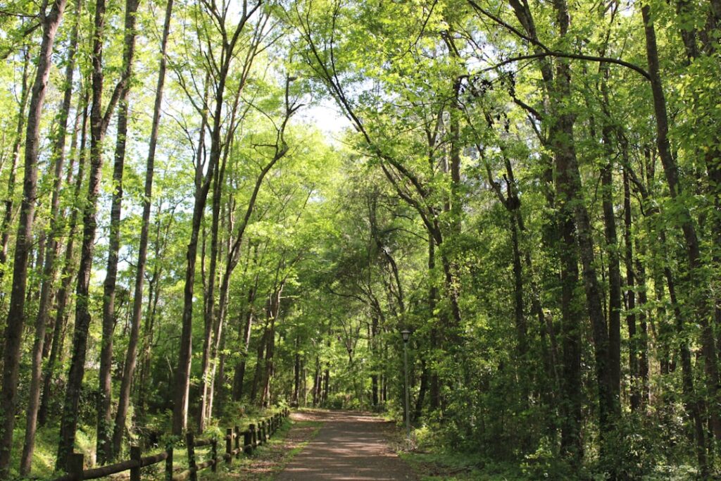 Spina Verde park forest trail morning