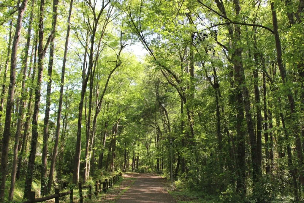 Sentier boisé ombragé entouré de grands arbres près de Côme